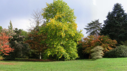 Image d'illustration pour : Arboretum