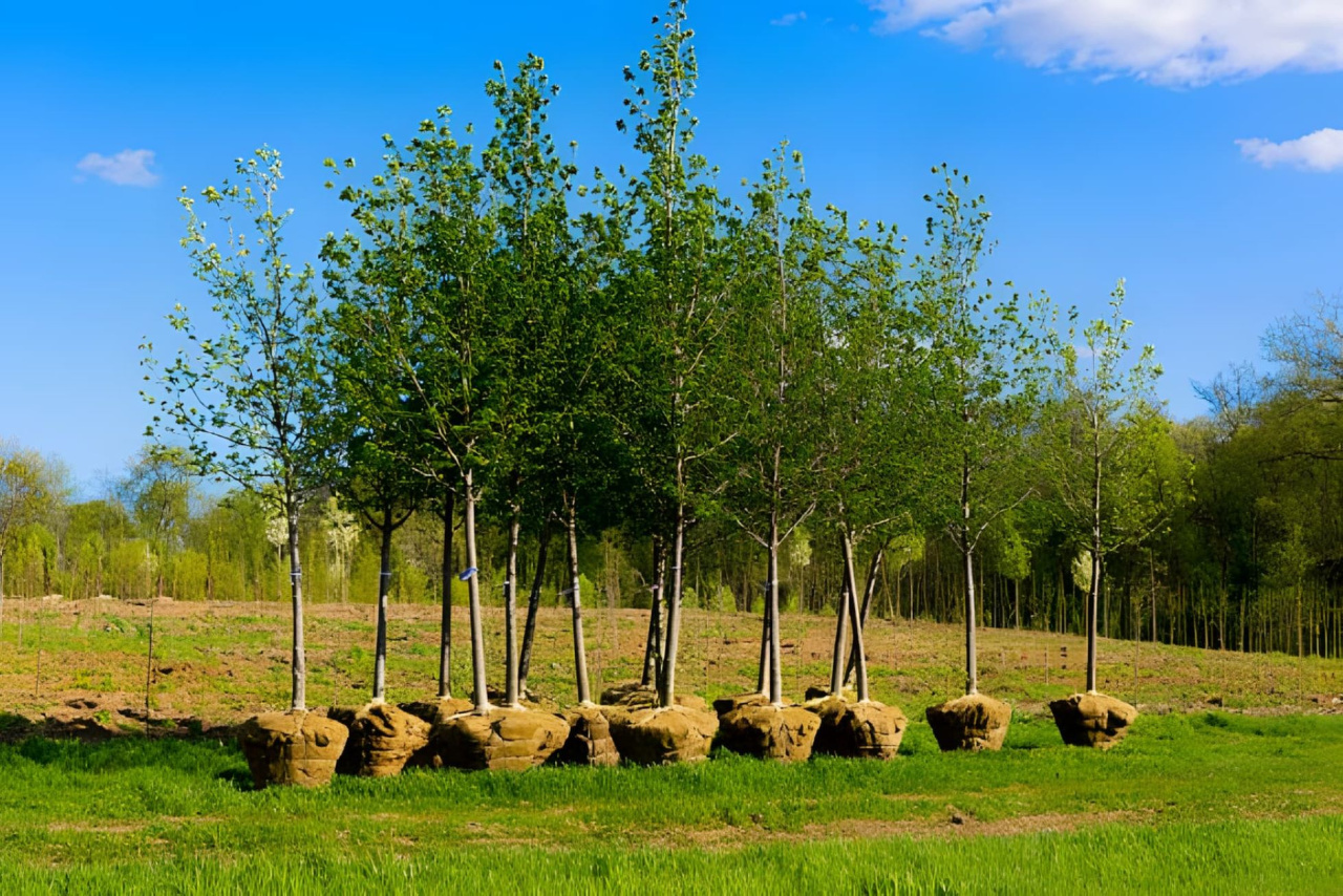 Image d'illustration pour : Planter des arbres