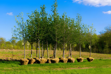 Image d'illustration pour : Planter des arbres